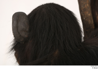 Chimpanzee Bonobo head 0006.jpg